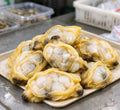 Clam Meat